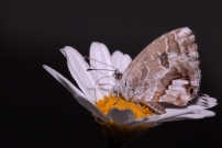 *(17800) Le Brun des plargoniums (Lpidoptre - Lycaenidae - Cacyreus marshalli) 